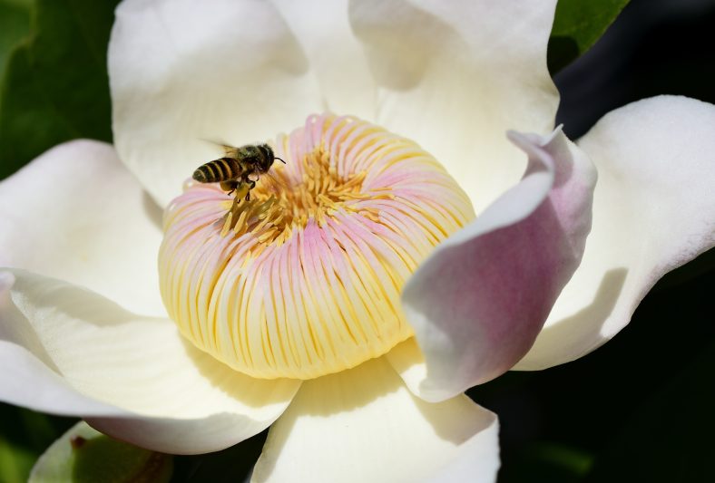 This perfect Gustavia flower was growing on the side of a suburban road, attracting pollinating bees. Photo taken with a Tamron 90mm macro lens